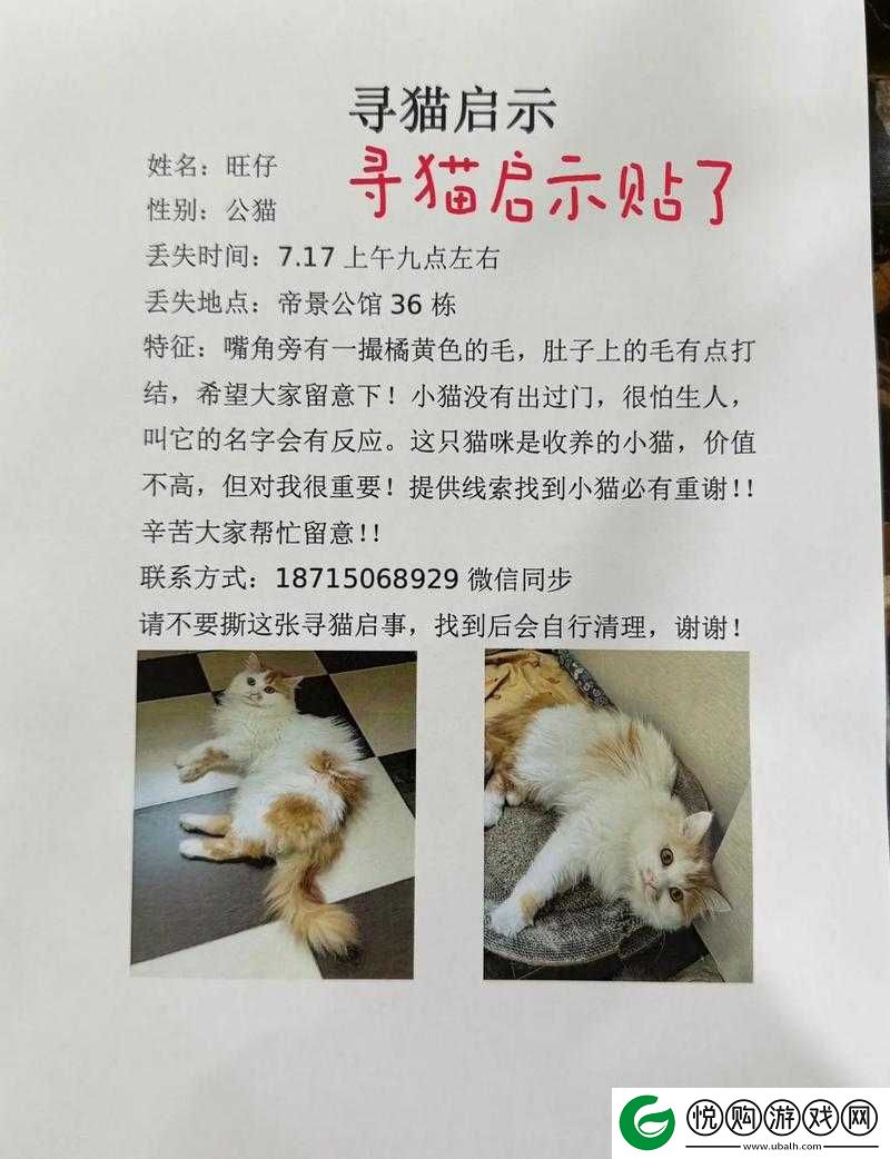 猫咪找不到了怎么办