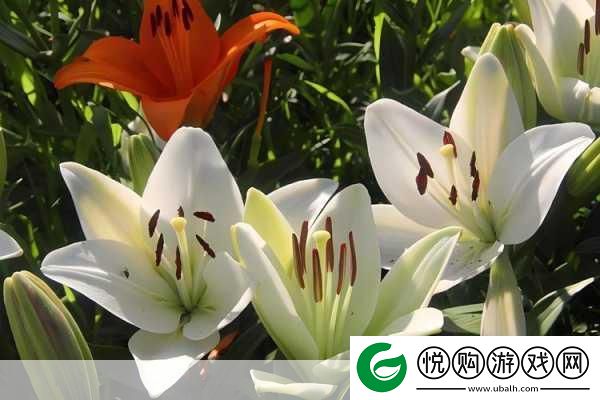 吃花核心流水喝