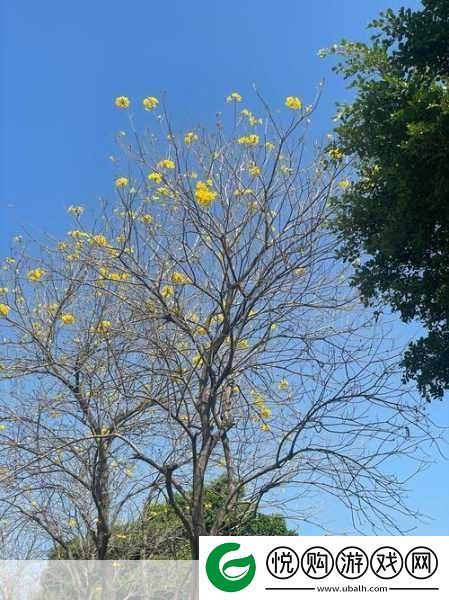 吃花核心流水喝