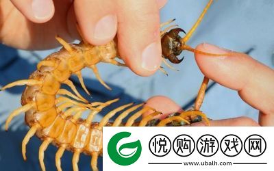 智慧再现！沙漠蜈蚣的必胜打法