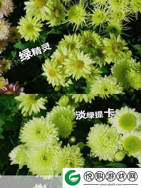 六年级菊花能塞几支棉签