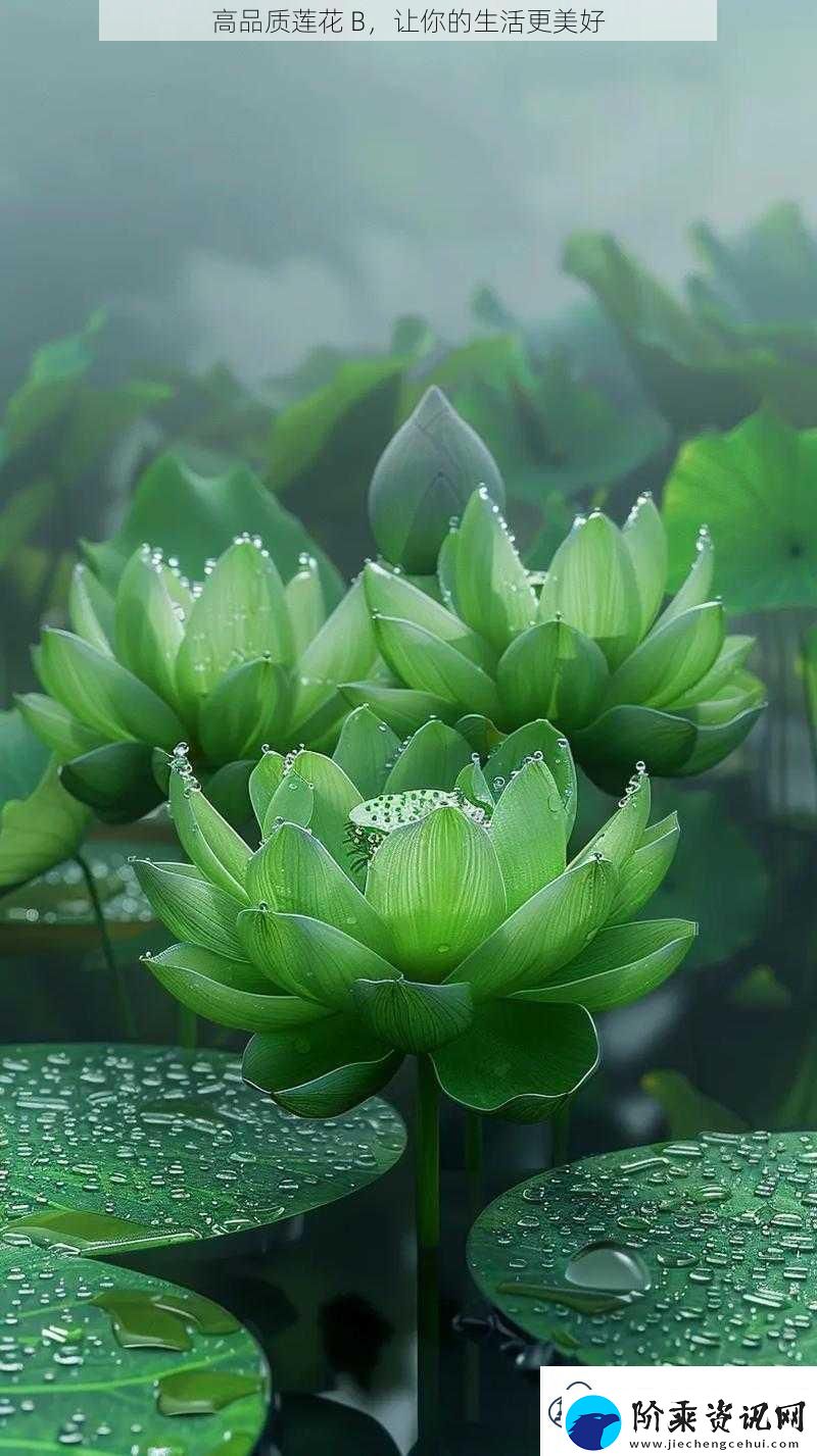高品质莲花B让你的生活更美好