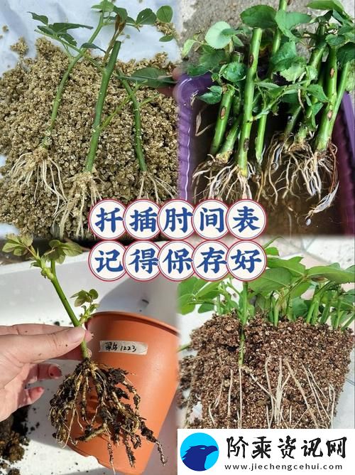 在床上的72种扦插方法