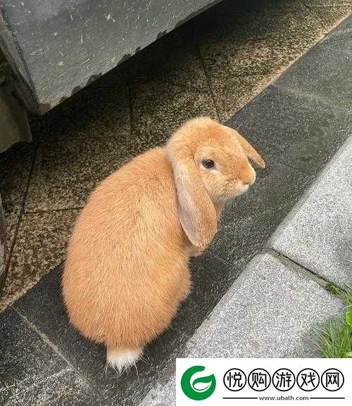 如何巧妙安排老公晚上享用小兔兔的温馨场景