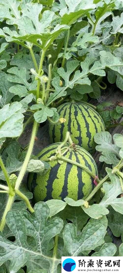 大地资源在线观看西瓜