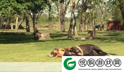 人马畜禽companylimited