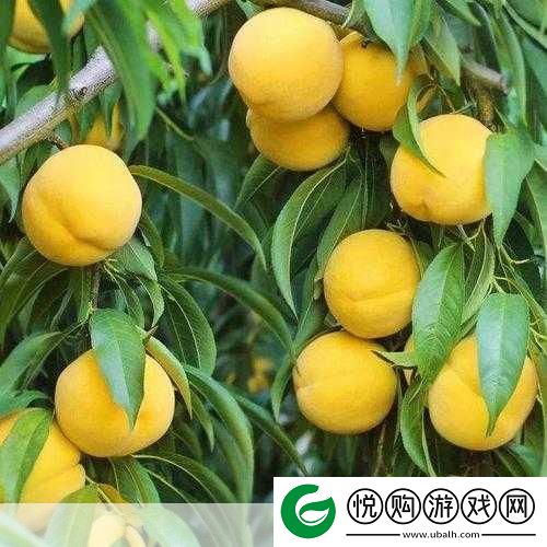 9612黄桃亚洲品质蘑菇