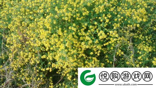 国产做受入口竹菊奇妙体验