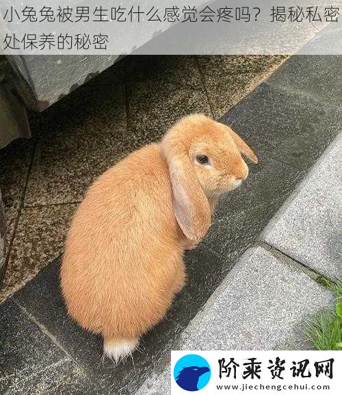 小兔兔被男生吃什么感觉会疼吗