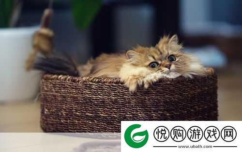疯狂动物岛