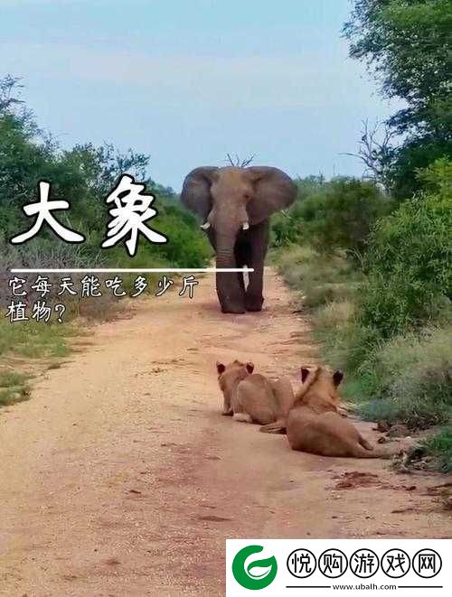现代满 18 点此安全转入 2023 大象