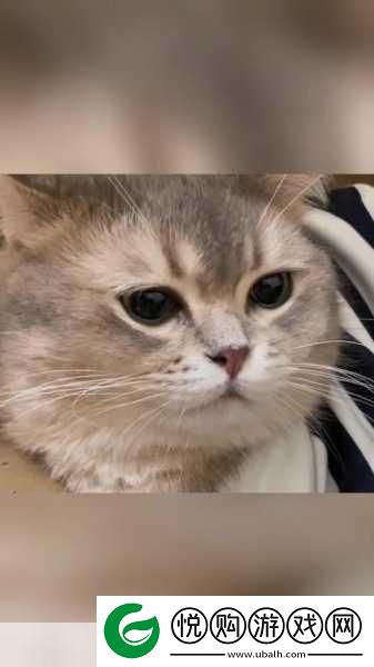 猫了个喵