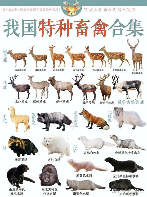 人狗畜禽COMPANYLIMITED:推动宠物产业新风潮