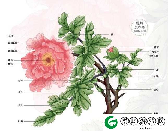 国色天香还是天香国色之究竟谁更能体现其独特魅力与价值