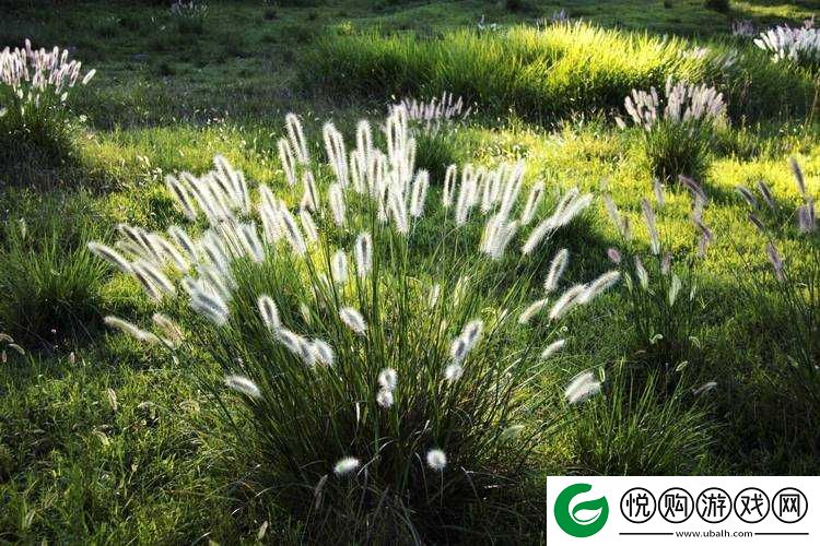 青青河边草