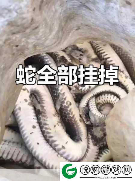 被一条蛇做到崩溃
