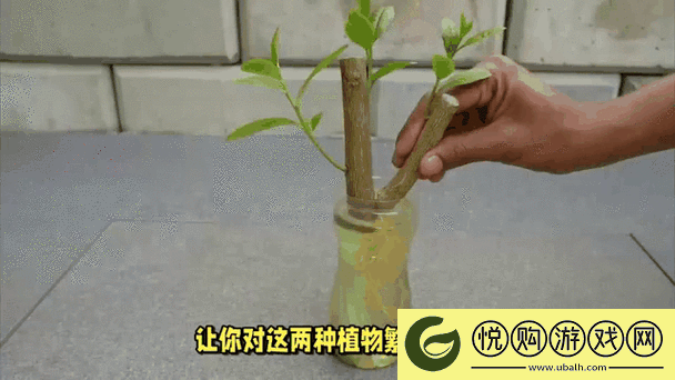 欧式45种扦插方式图片
